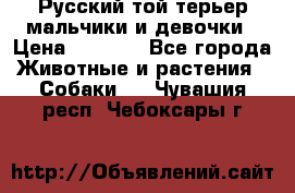 Русский той-терьер мальчики и девочки › Цена ­ 8 000 - Все города Животные и растения » Собаки   . Чувашия респ.,Чебоксары г.